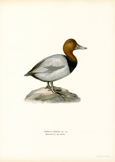 European Pochard by Magnus Ferdinand and Wilhelm von Wright