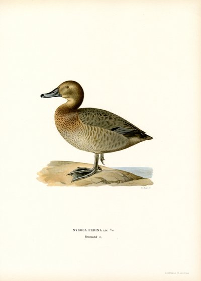 European Pochard by Magnus Ferdinand and Wilhelm von Wright
