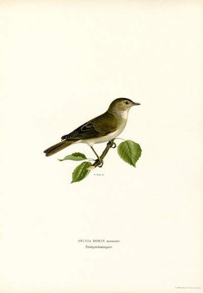 Garden Warbler by Magnus Ferdinand and Wilhelm von Wright