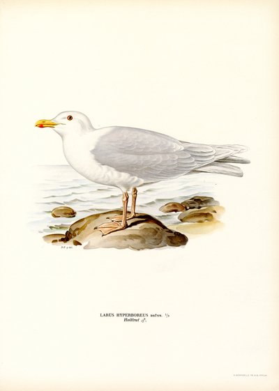 Glaucous Gull by Magnus Ferdinand and Wilhelm von Wright