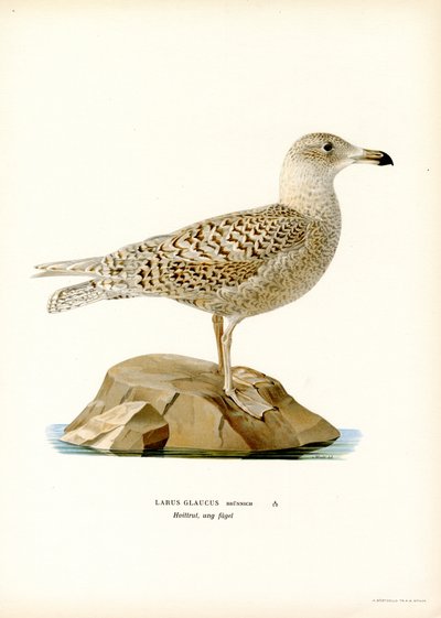 Glaucous Gull by Magnus Ferdinand and Wilhelm von Wright