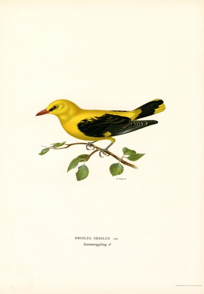 Golden Oriole by Magnus Ferdinand and Wilhelm von Wright