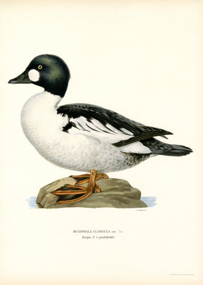 Goldeneye Duck by Magnus Ferdinand and Wilhelm von Wright