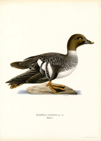 Goldeneye Duck by Magnus Ferdinand and Wilhelm von Wright