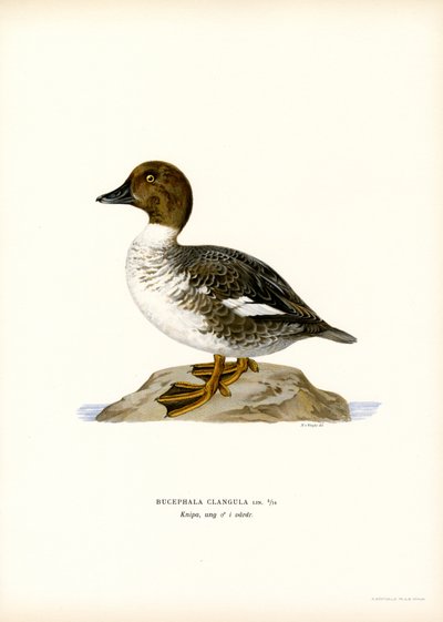 Goldeneye Duck by Magnus Ferdinand and Wilhelm von Wright