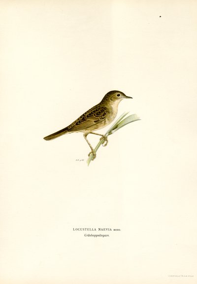 Grasshopper Warbler by Magnus Ferdinand and Wilhelm von Wright