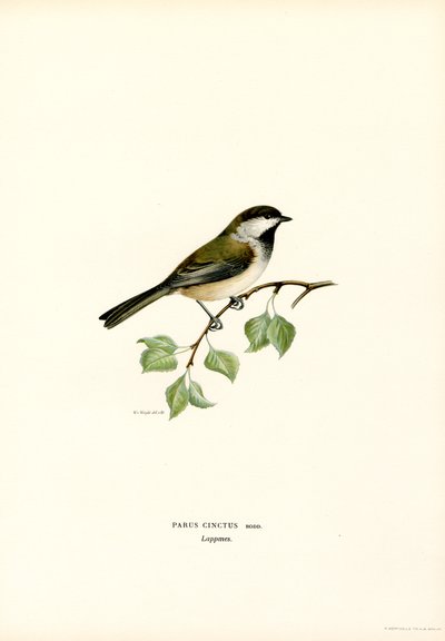 Gray-headed Chickadee by Magnus Ferdinand and Wilhelm von Wright