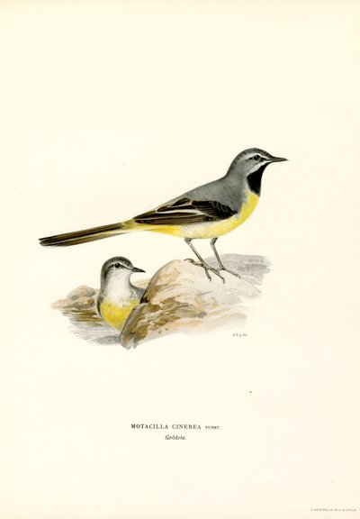 Gray Wagtail by Magnus Ferdinand and Wilhelm von Wright