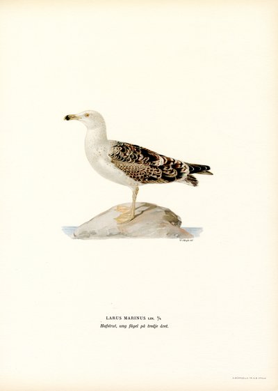 Great Black-backed Gull by Magnus Ferdinand and Wilhelm von Wright