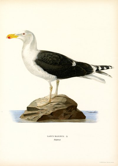 Great Black-backed Gull by Magnus Ferdinand and Wilhelm von Wright