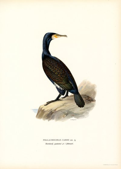 Great Cormorant by Magnus Ferdinand and Wilhelm von Wright