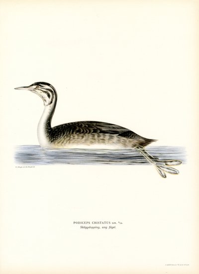 Great Crested Grebe by Magnus Ferdinand and Wilhelm von Wright