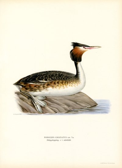 Great Crested Grebe by Magnus Ferdinand and Wilhelm von Wright