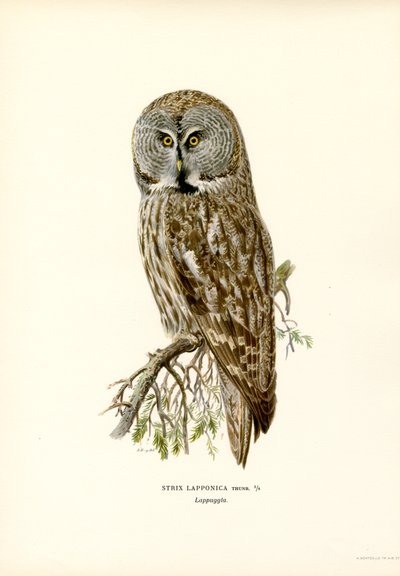 Great Grey Owl by Magnus Ferdinand and Wilhelm von Wright