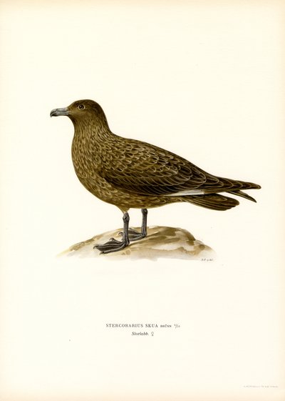 Great Skua by Magnus Ferdinand and Wilhelm von Wright