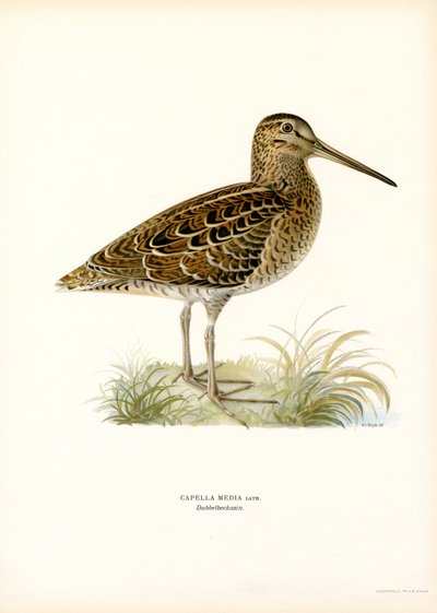 Great Snipe by Magnus Ferdinand and Wilhelm von Wright