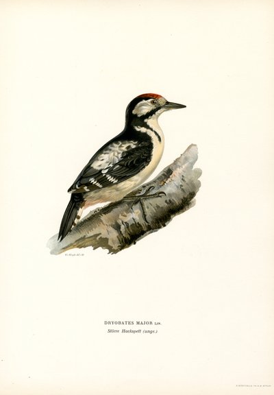 Great Spotted Woodpecker by Magnus Ferdinand and Wilhelm von Wright