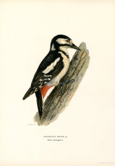 Great Spotted Woodpecker by Magnus Ferdinand and Wilhelm von Wright