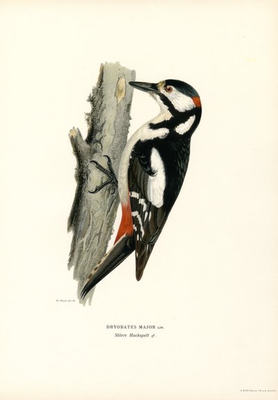 Great Spotted Woodpecker by Magnus Ferdinand and Wilhelm von Wright