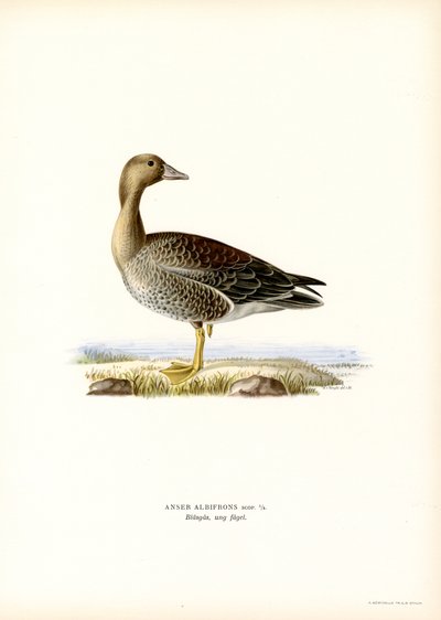 Greater White-fronted Goose by Magnus Ferdinand and Wilhelm von Wright