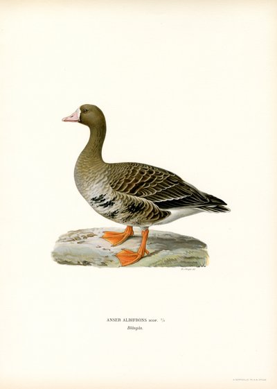 Greater White-fronted Goose by Magnus Ferdinand and Wilhelm von Wright