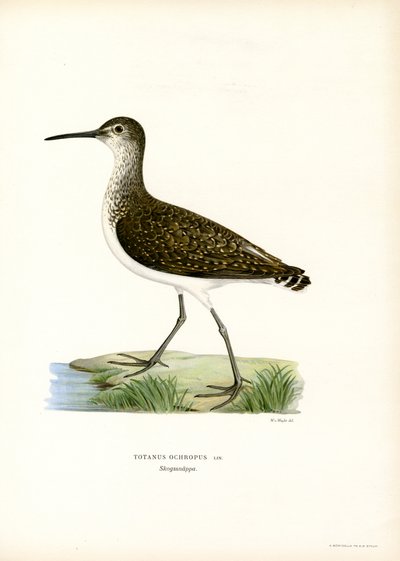 Green Sandpiper by Magnus Ferdinand and Wilhelm von Wright