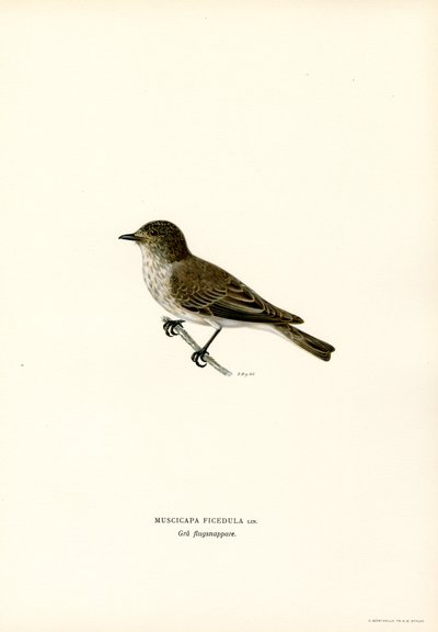 Grey Flycatcher by Magnus Ferdinand and Wilhelm von Wright