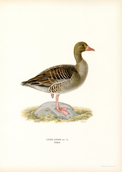 Grey Goose by Magnus Ferdinand and Wilhelm von Wright