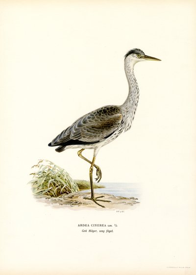 Grey Heron by Magnus Ferdinand and Wilhelm von Wright