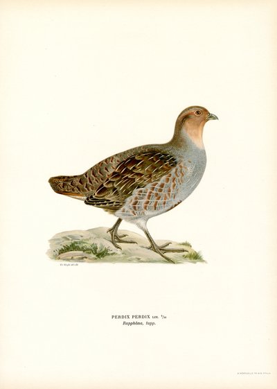 Grey Partridge by Magnus Ferdinand and Wilhelm von Wright
