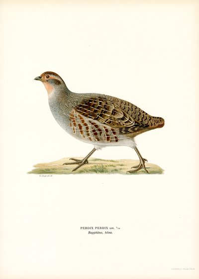 Grey Partridge by Magnus Ferdinand and Wilhelm von Wright