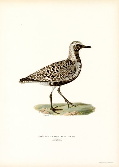 Grey Plover by Magnus Ferdinand and Wilhelm von Wright