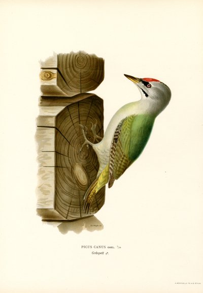 Grey Woodpecker by Magnus Ferdinand and Wilhelm von Wright