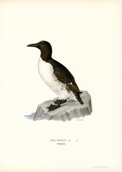 Guillemot by Magnus Ferdinand and Wilhelm von Wright