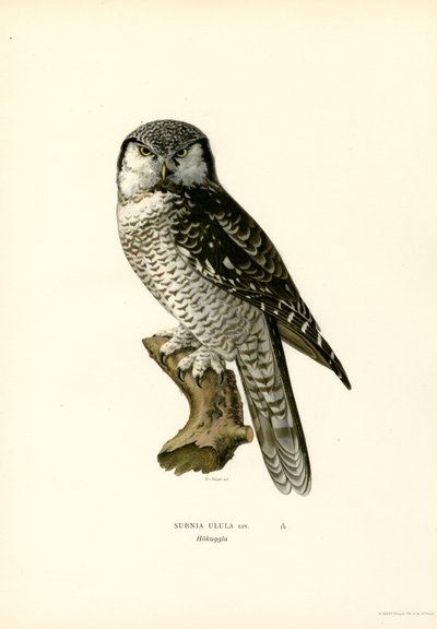 Hawk Owl by Magnus Ferdinand and Wilhelm von Wright