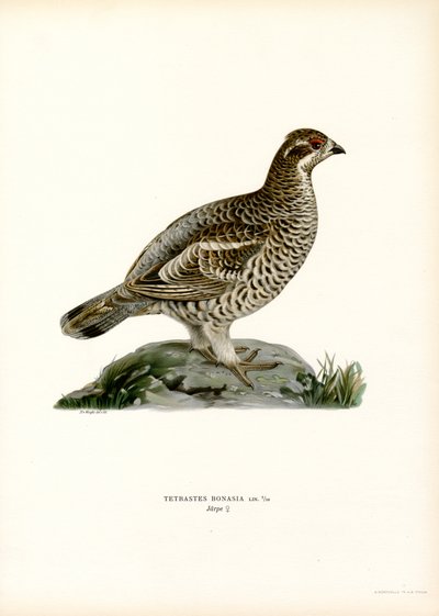 Hazel Grouse by Magnus Ferdinand and Wilhelm von Wright