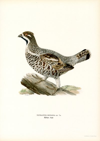 Hazel Grouse by Magnus Ferdinand and Wilhelm von Wright