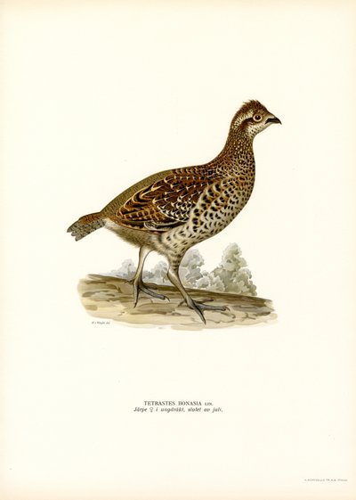Hazel Grouse by Magnus Ferdinand and Wilhelm von Wright