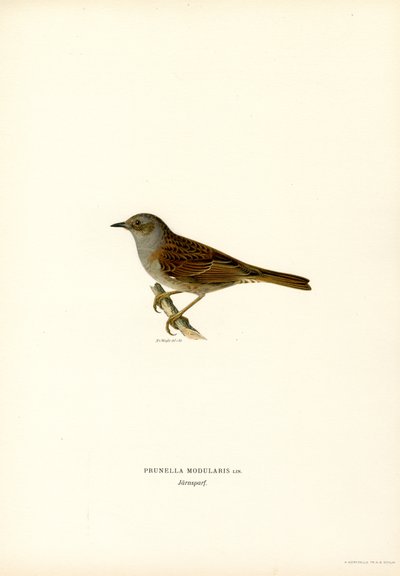 Hedge Warbler by Magnus Ferdinand and Wilhelm von Wright