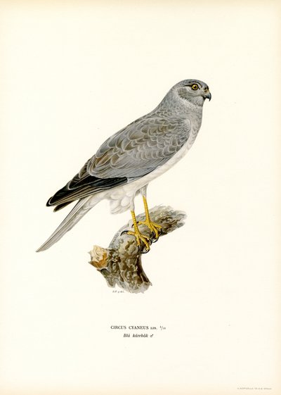 Hen Harrier by Magnus Ferdinand and Wilhelm von Wright