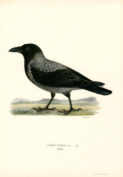Hooded Crow by Magnus Ferdinand and Wilhelm von Wright