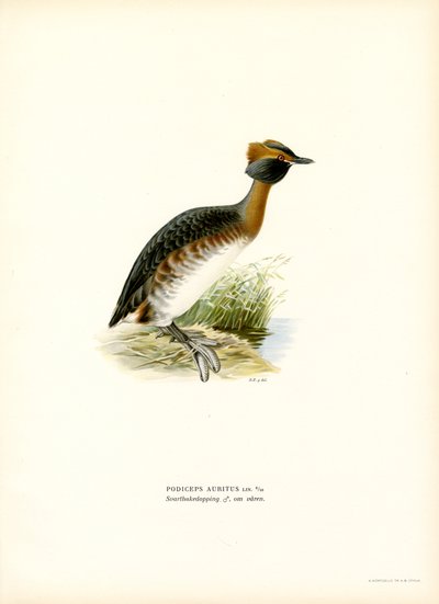 Horned Grebe by Magnus Ferdinand and Wilhelm von Wright