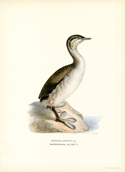Horned Grebe by Magnus Ferdinand and Wilhelm von Wright