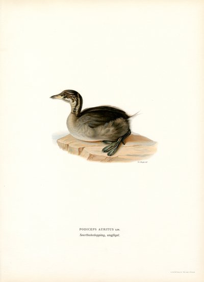 Horned Grebe by Magnus Ferdinand and Wilhelm von Wright