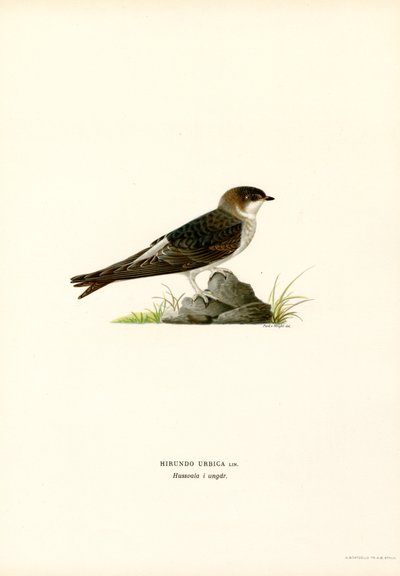 House Martin by Magnus Ferdinand and Wilhelm von Wright