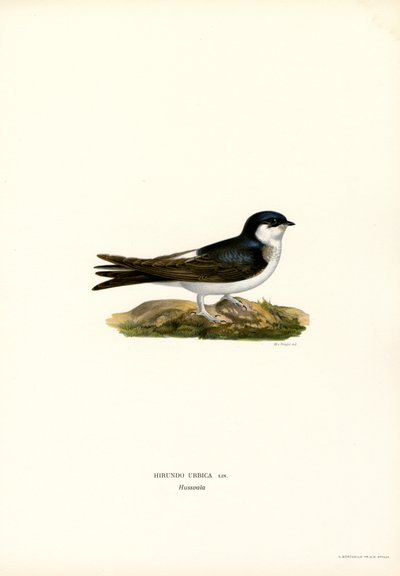 House Martin by Magnus Ferdinand and Wilhelm von Wright