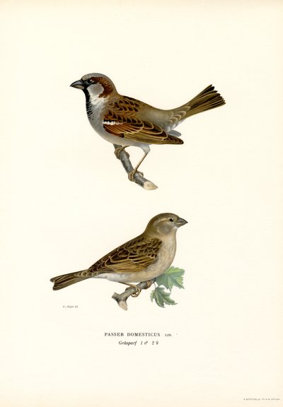 House Sparrow by Magnus Ferdinand and Wilhelm von Wright