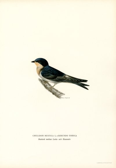 House Swallow by Magnus Ferdinand and Wilhelm von Wright