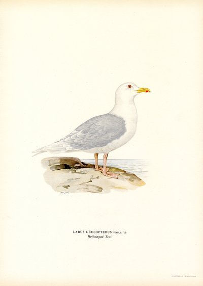 Iceland Gull by Magnus Ferdinand and Wilhelm von Wright