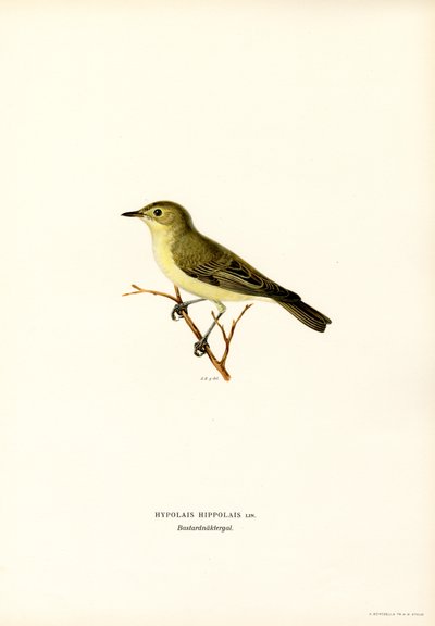 Icterine Warbler by Magnus Ferdinand and Wilhelm von Wright